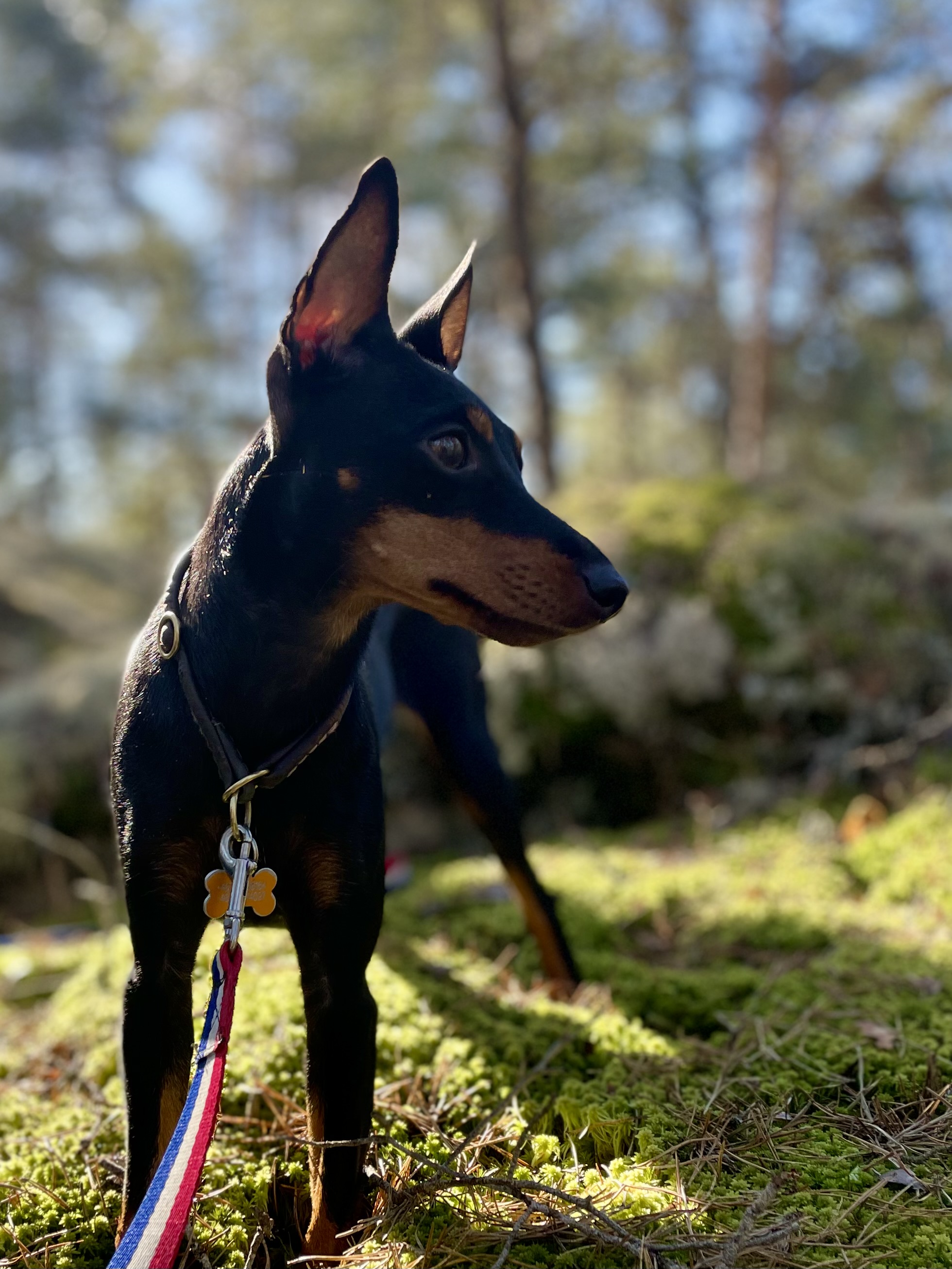 Dixi, English Toy Terrier