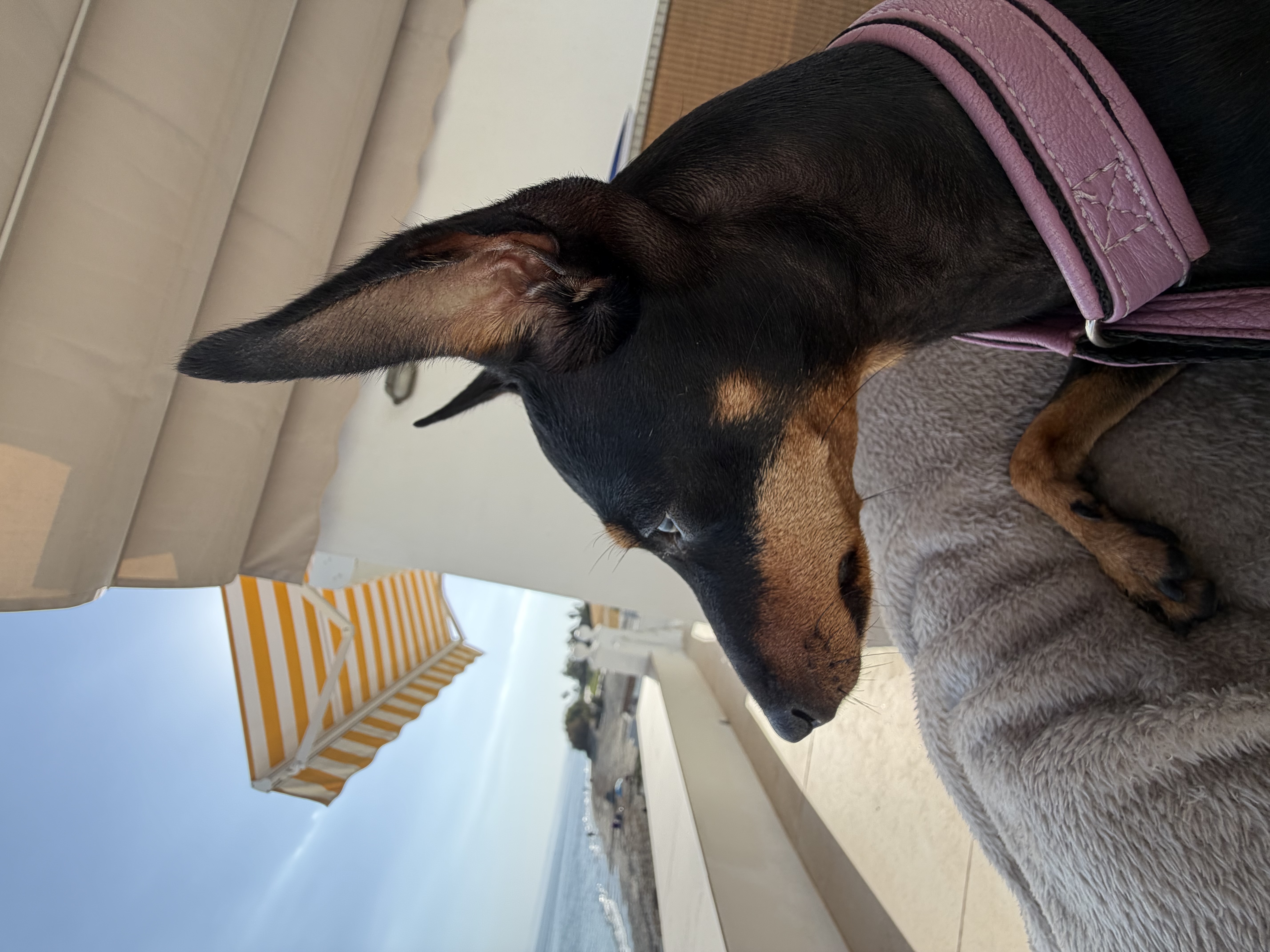 Nikita, English Toy Terrier