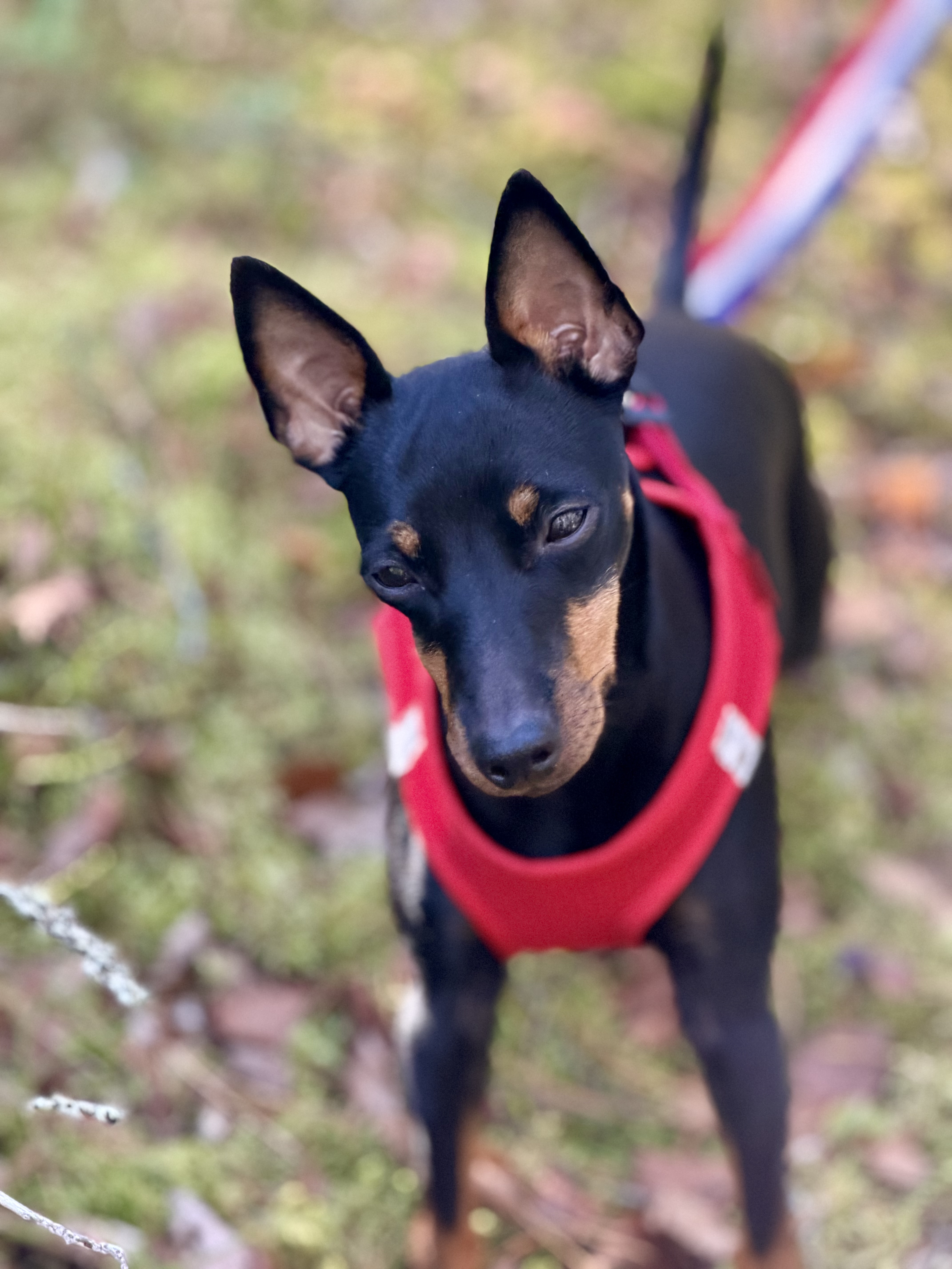 Doris, English Toy Terrier