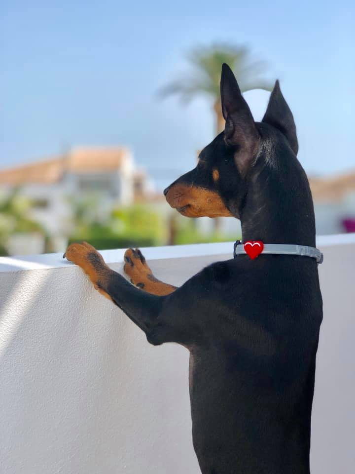Sansa, English Toy Terrier