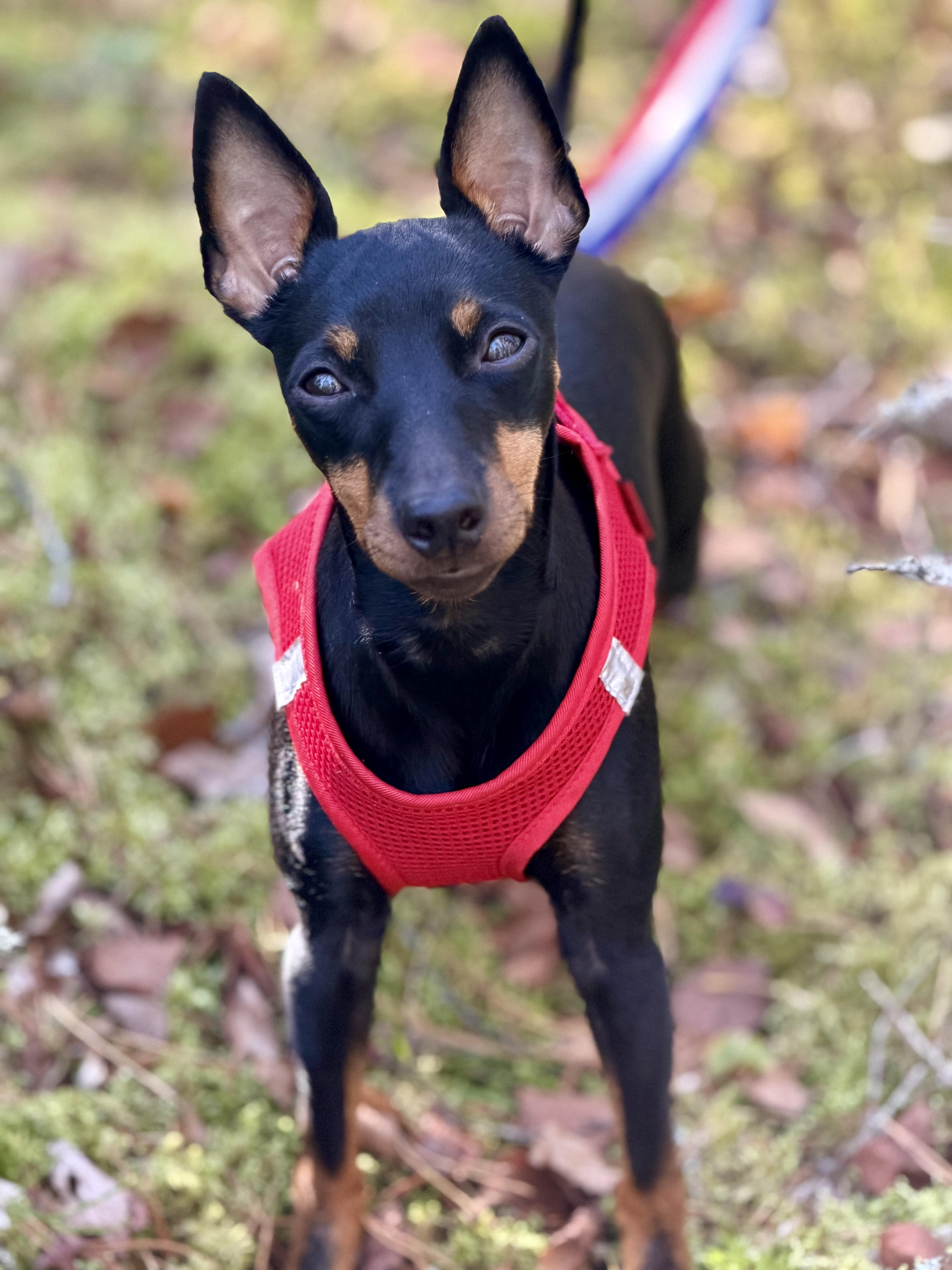 Doris – bild 1